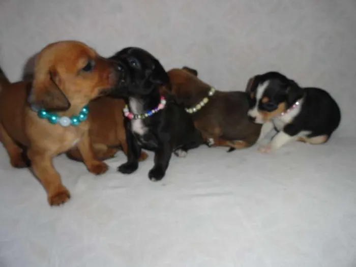 Cachorro ra a SRD idade  nome Lindas Cadelinhas