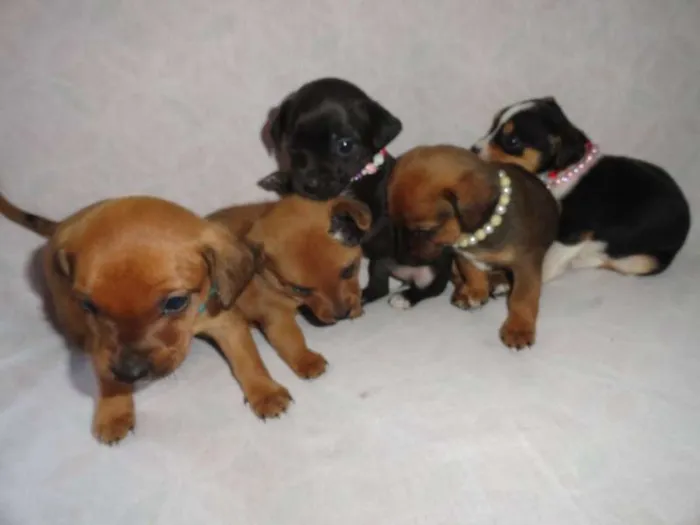 Cachorro ra a SRD idade  nome Lindas Cadelinhas