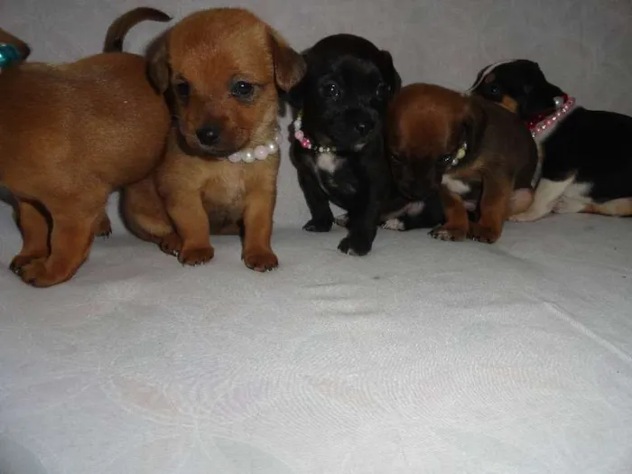 Cachorro ra a SRD idade  nome Lindas Cadelinhas