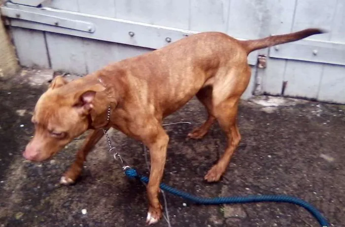 Cachorro ra a Pit-Bull idade  nome Pit Bull