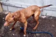 Pit Bull