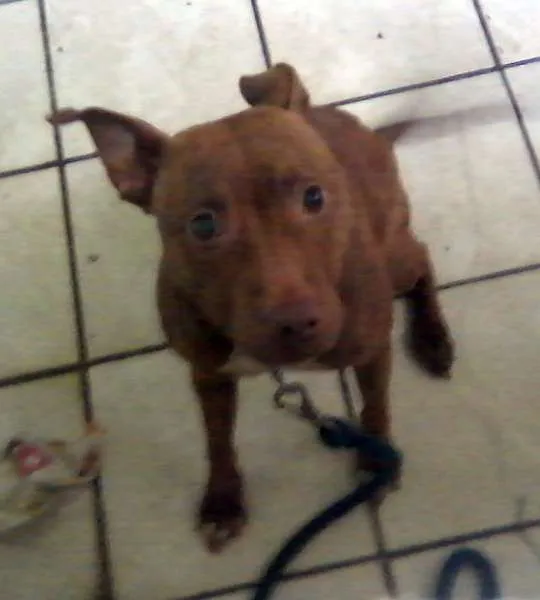 Cachorro ra a Pit-Bull idade  nome Pit Bull