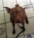 Pit Bull