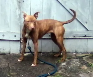 Cachorro raça Pit-Bull idade  nome Pit Bull