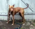 Pit Bull