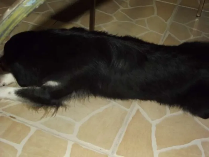 Cachorro raça SRD idade 3 anos nome Burle