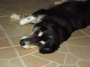 Cachorro raça SRD idade 3 anos nome Burle