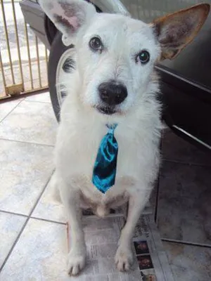 Cachorro raça SRD idade 3 anos nome James