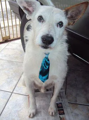 Cachorro raça SRD idade 3 anos nome James