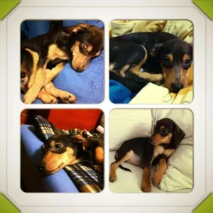 Cachorro raça SRD idade 7 a 11 meses nome Joaquim