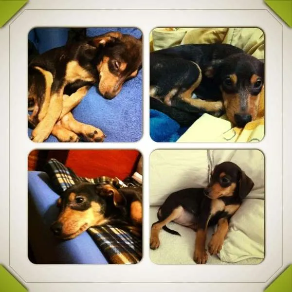 Cachorro ra a SRD idade 7 a 11 meses nome Joaquim