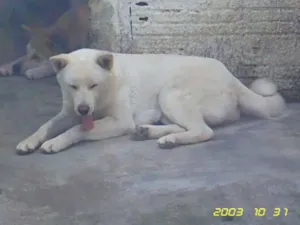 Cachorro raça AKITA idade 6 ou mais anos nome BRANCO