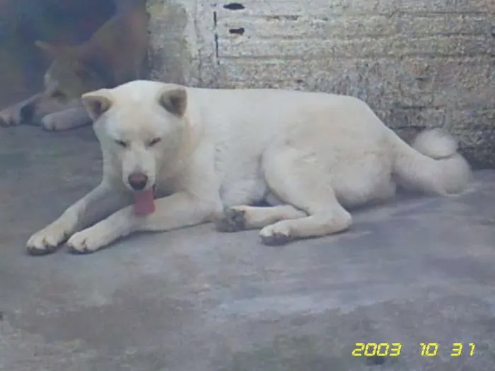 Cachorro ra a AKITA idade 6 ou mais anos nome BRANCO
