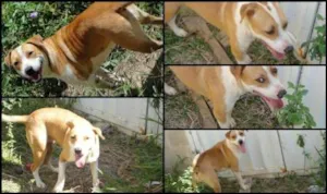 Cachorro raça Pit-Bull idade 1 ano nome Maia
