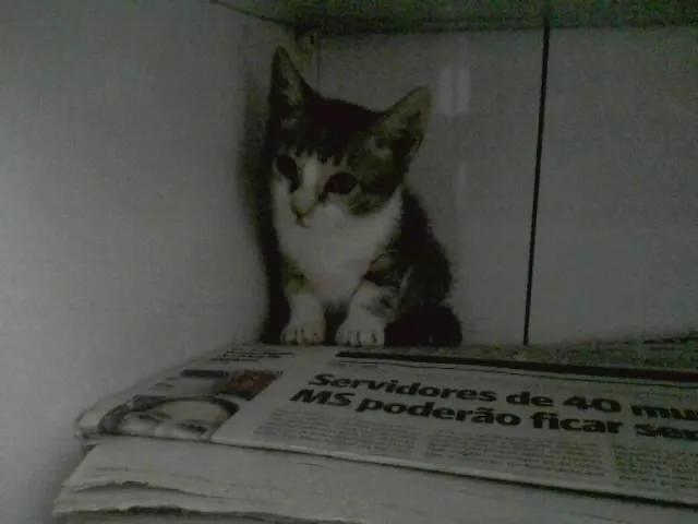 Gato ra a srd idade Abaixo de 2 meses nome Corujinha