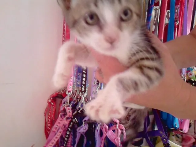 Gato ra a srd idade Abaixo de 2 meses nome Corujinha