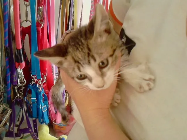 Gato ra a srd idade Abaixo de 2 meses nome Corujinha