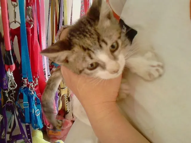 Gato ra a srd idade Abaixo de 2 meses nome Corujinha