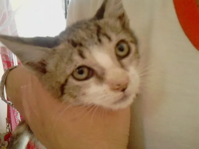 Gato ra a srd idade Abaixo de 2 meses nome Corujinha