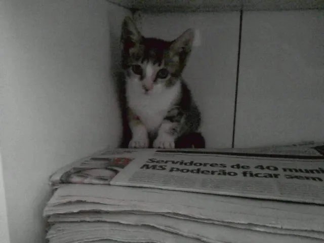 Gato ra a srd idade Abaixo de 2 meses nome Corujinha