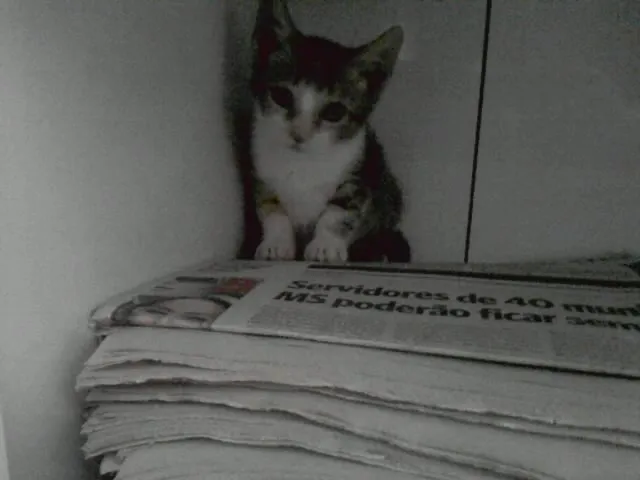 Gato ra a srd idade Abaixo de 2 meses nome Corujinha