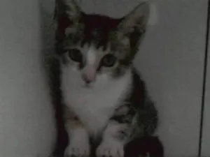 Gato raça srd idade Abaixo de 2 meses nome Corujinha