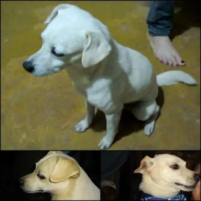 Cachorro raça vira-lata idade 6 ou mais anos nome tchark