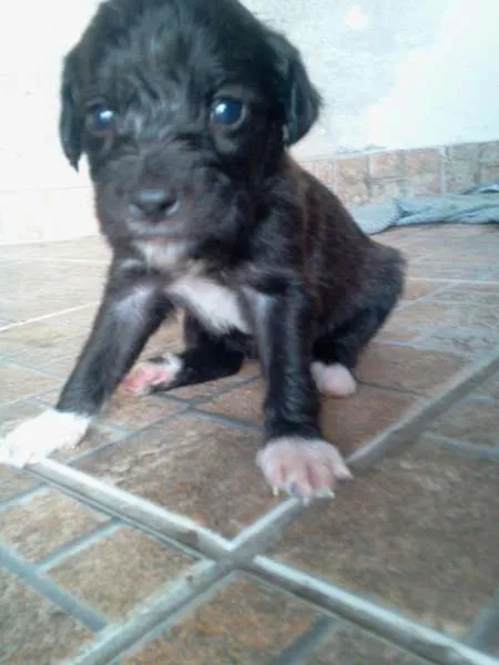 Cachorro ra a idade 2 a 6 meses nome Pelé