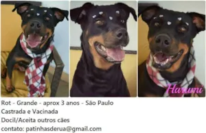Cachorro raça Rottweiler idade 3 anos nome Harumi