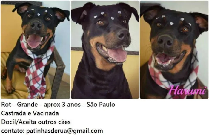 Cachorro ra a Rottweiler idade 3 anos nome Harumi
