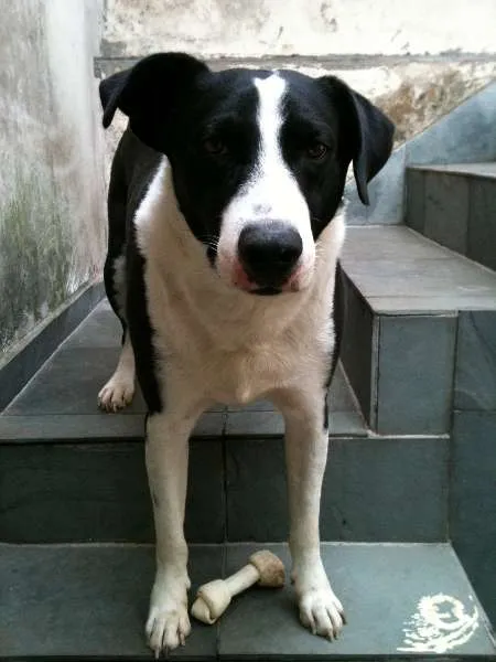 Cachorro raça Pit-Bull idade 5 anos nome scooby