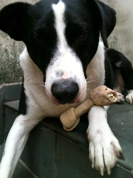 Cachorro raça Pit-Bull idade 5 anos nome scooby