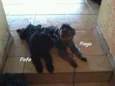 Pingo