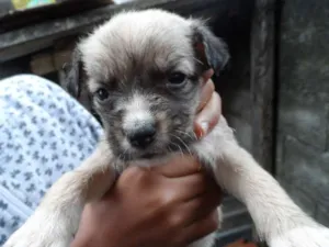 Cachorro raça misturados idade Abaixo de 2 meses nome sem nome ainda