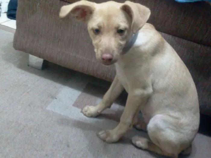 Cachorro ra a SRD idade 2 a 6 meses nome Mel (URGENTE)