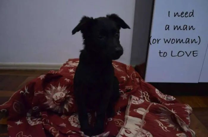 Cachorro ra a SRD idade 2 a 6 meses nome Janis Joplin