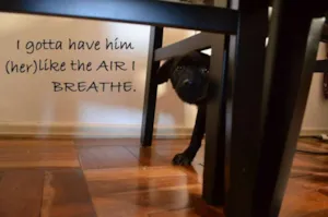 Cachorro raça SRD idade 2 a 6 meses nome Janis Joplin