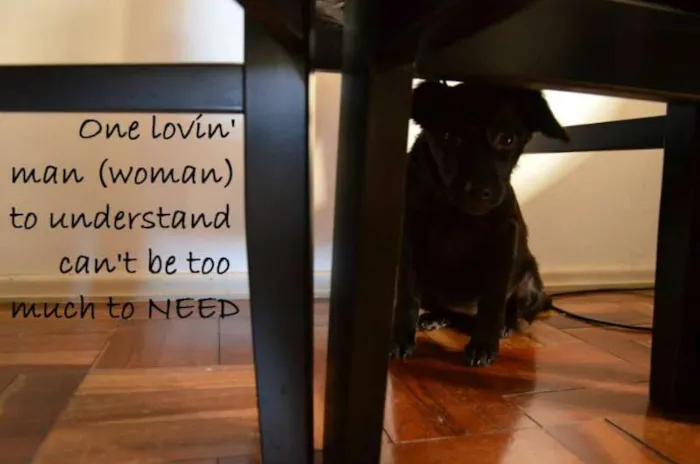 Cachorro ra a SRD idade 2 a 6 meses nome Janis Joplin
