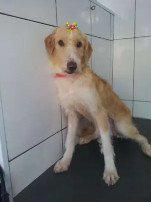 Cachorro raça SRD idade 1 ano nome Pandora 