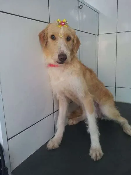 Cachorro ra a SRD idade 1 ano nome Pandora
