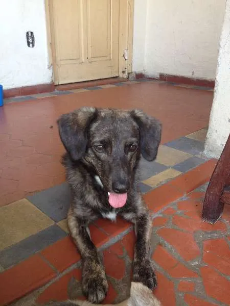 Cachorro ra a Vira-lata idade 2 anos nome Moab