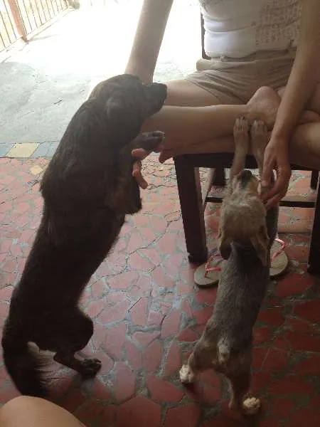 Cachorro ra a Vira-lata idade 2 anos nome Moab