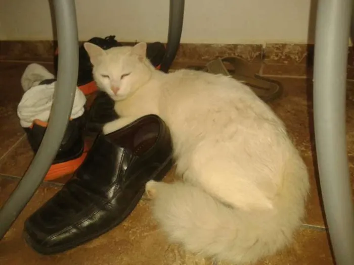 Gato ra a  idade 1 ano nome Gaspar