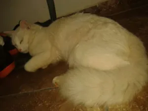 Gato raça  idade 1 ano nome Gaspar