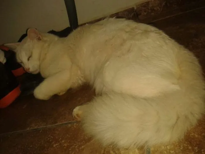 Gato ra a  idade 1 ano nome Gaspar