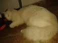 Gaspar