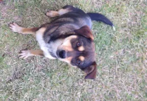 Cachorro raça SRD idade 1 ano nome Sem nome