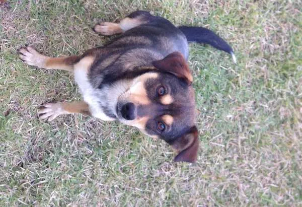 Cachorro ra a SRD idade 1 ano nome Sem nome