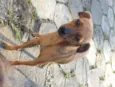Bilu