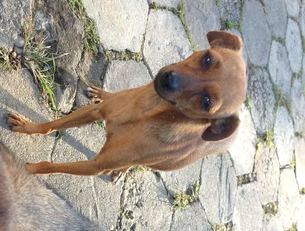 Cachorro ra a SRD idade 4 anos nome Bilu